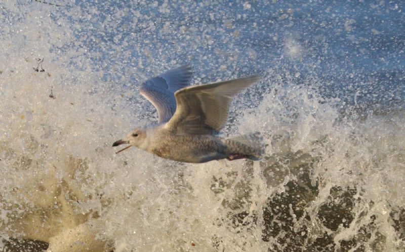 Iceland Gull - 19-11-2017