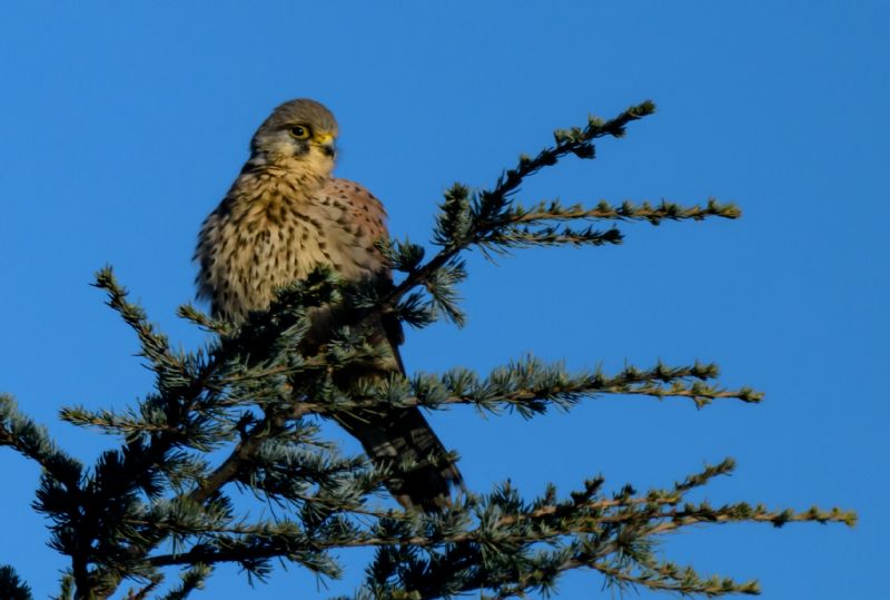 Kestrel - 04-12-2017