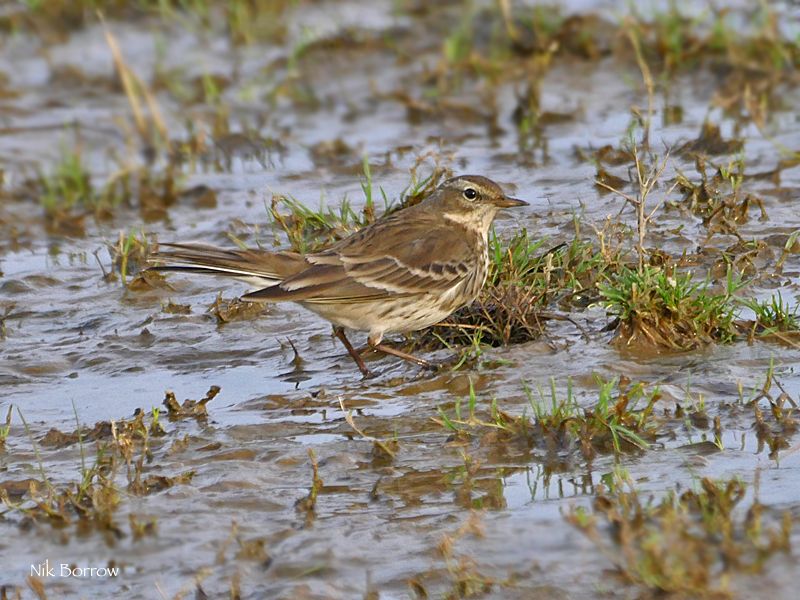 Water Pipit - 24-12-2017