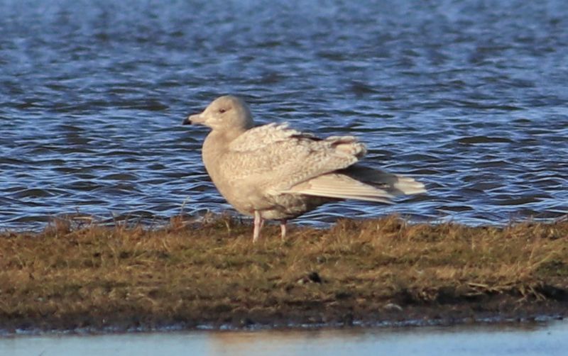 Glaucous Gull - 26-12-2017