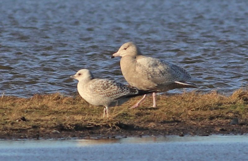 Glaucous Gull - 26-12-2017