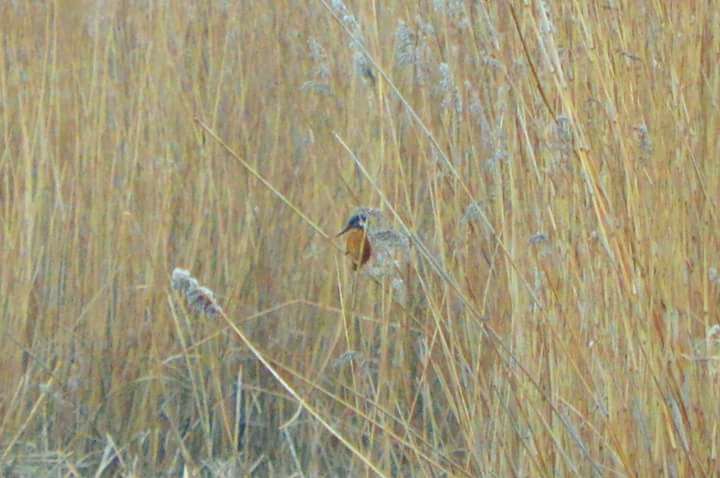 Kingfisher - 08-01-2018