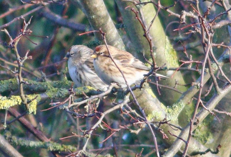 Arctic Redpoll (Coues's) - 17-01-2018