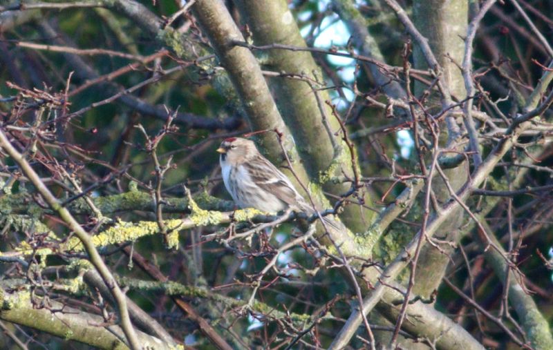 Arctic Redpoll (Coues's) - 17-01-2018