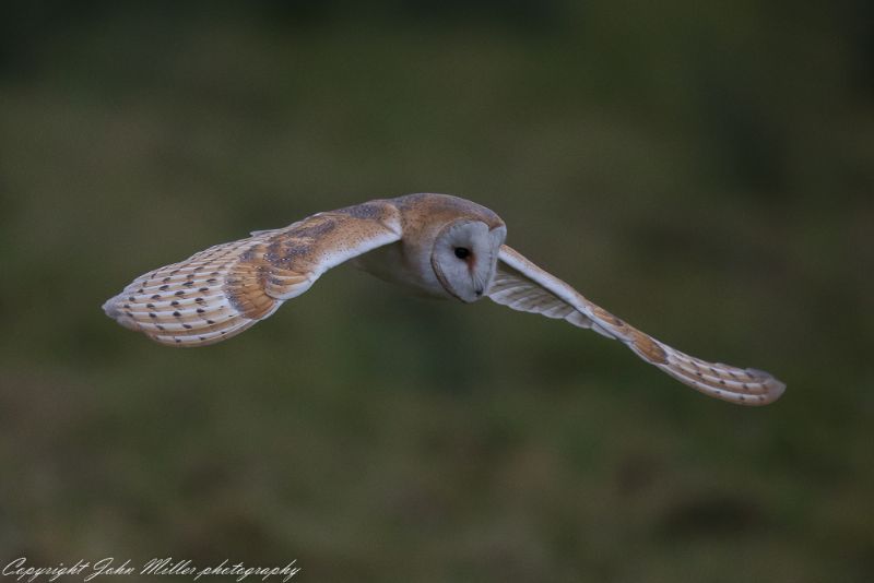 Barn Owl - 04-02-2018