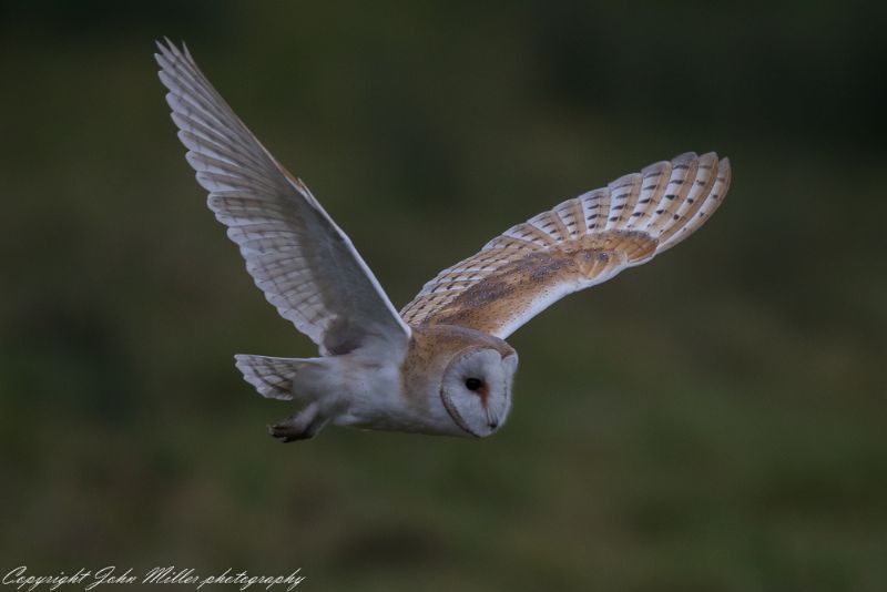 Barn Owl - 04-02-2018