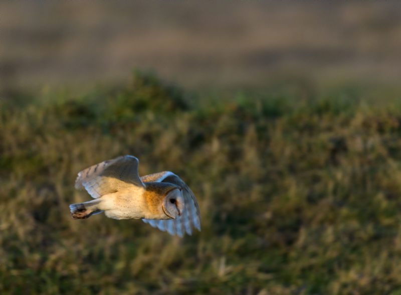 Barn Owl - 06-02-2018