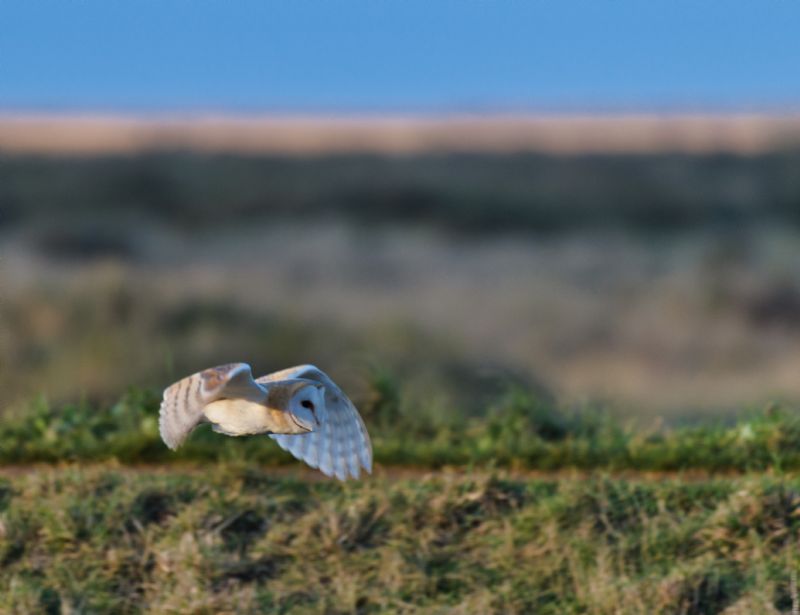 Barn Owl - 06-02-2018