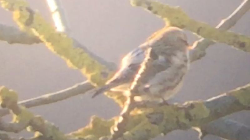 Arctic Redpoll (Coues's) - 12-02-2018