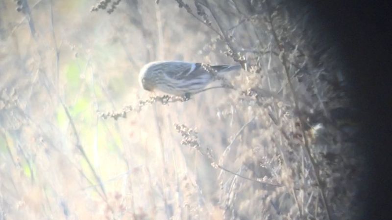 Arctic Redpoll (Coues's) - 12-02-2018