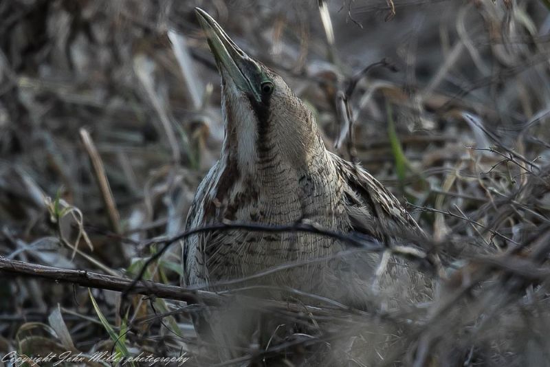 Bittern - 16-02-2018