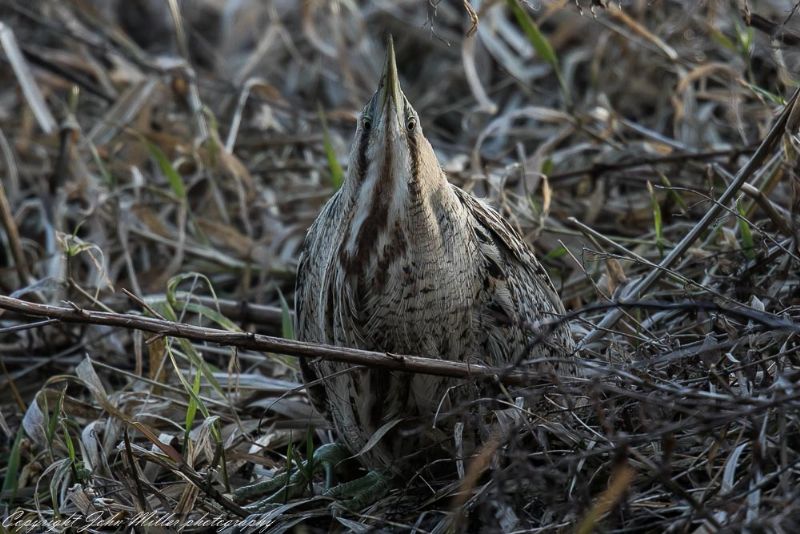 Bittern - 16-02-2018