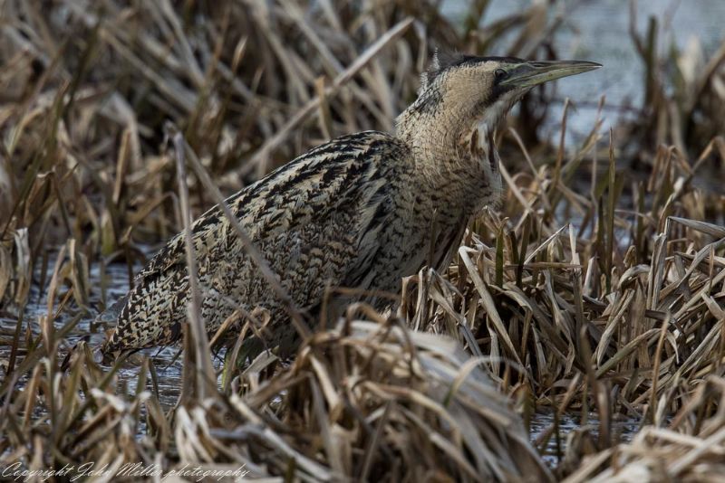 Bittern - 18-02-2018