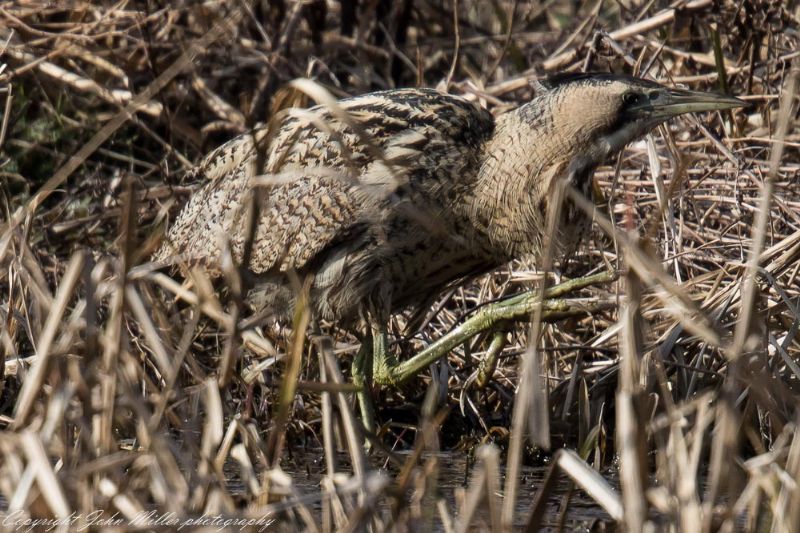 Bittern - 18-02-2018