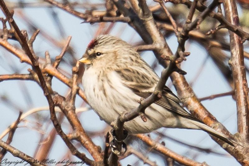 Arctic Redpoll (Coues's) - 22-02-2018