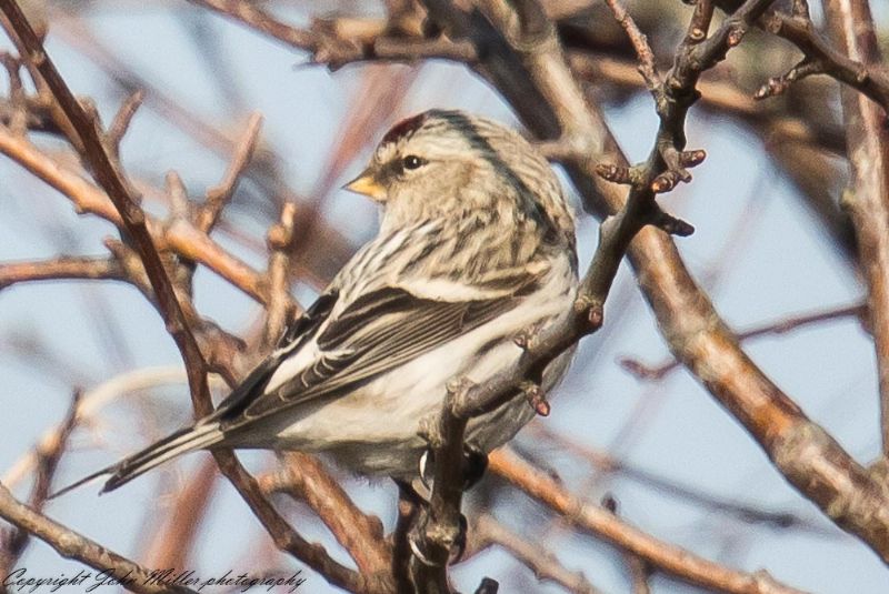 Arctic Redpoll (Coues's) - 22-02-2018