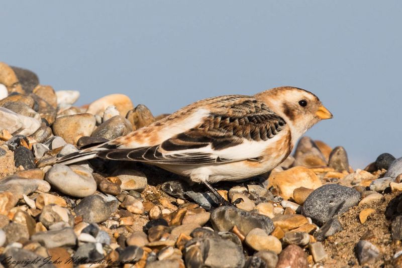 Snow Bunting - 22-02-2018