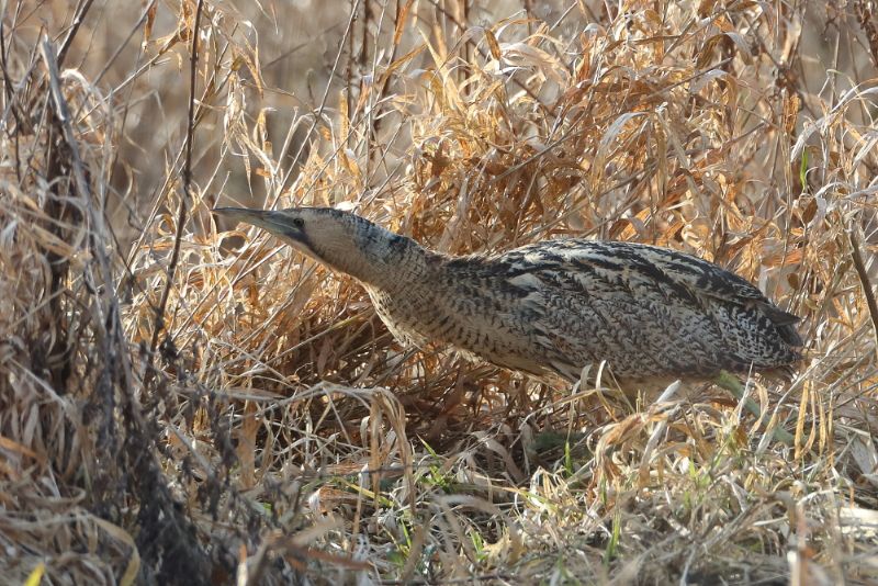 Bittern - 24-02-2018