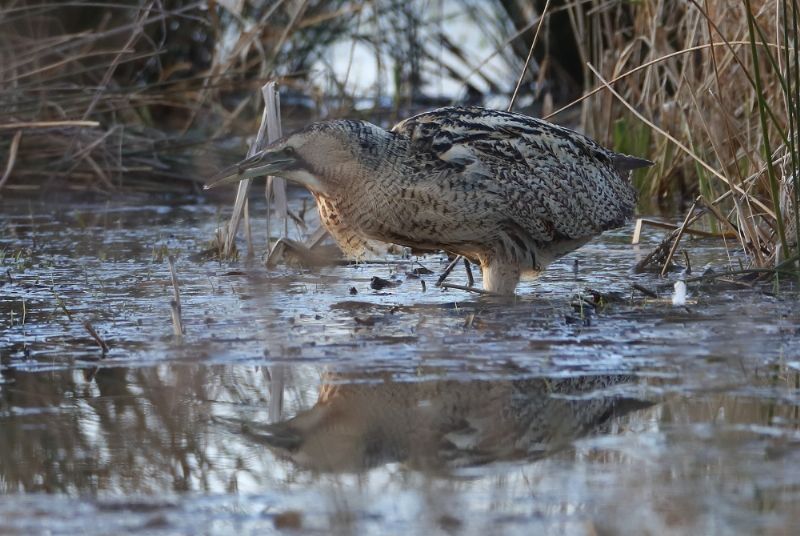 Bittern - 24-02-2018