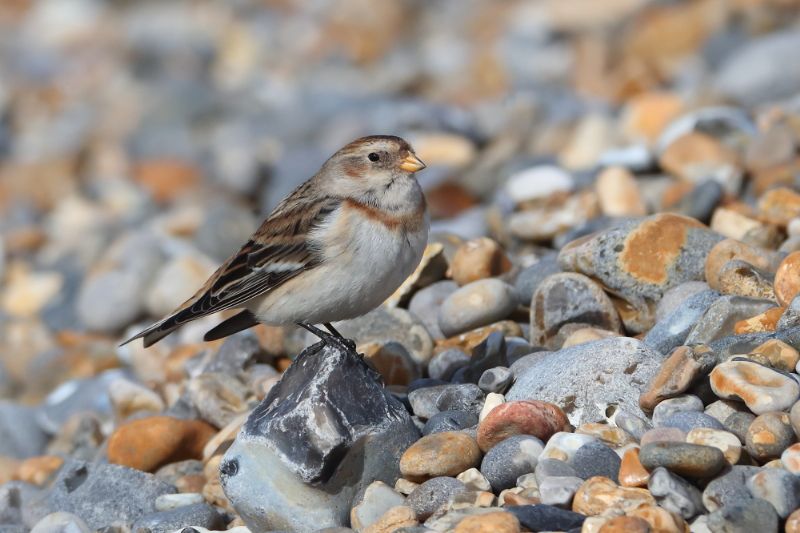 Snow Bunting - 24-02-2018