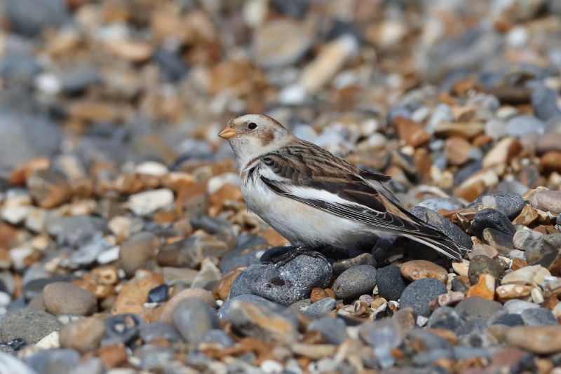 Snow Bunting - 24-02-2018