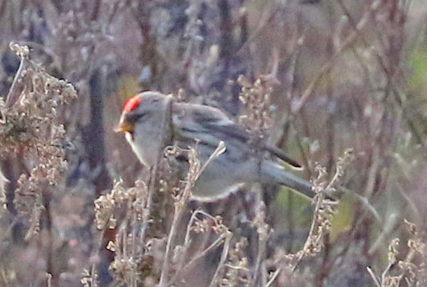 Arctic Redpoll (Coues's) - 27-01-2018