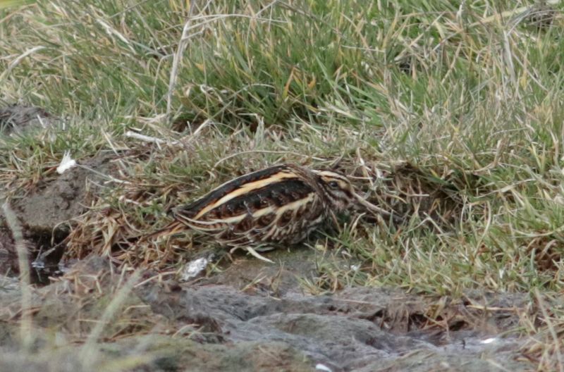 Jack Snipe - 26-02-2018