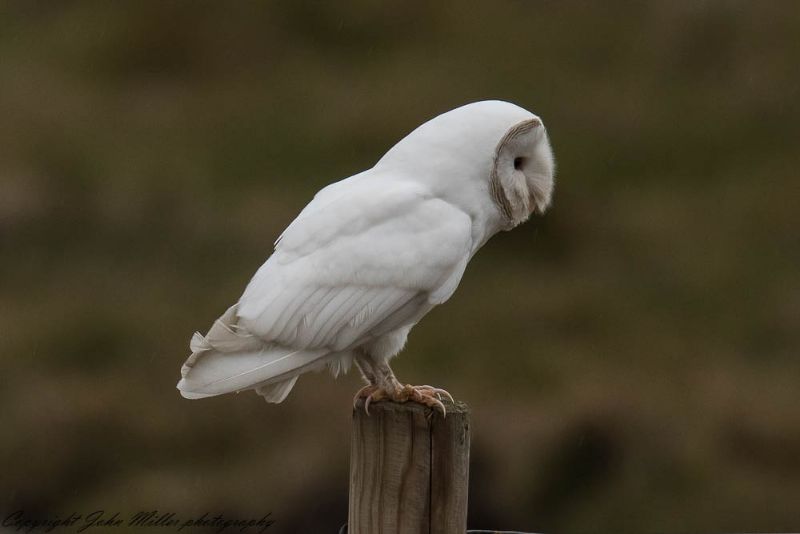 Barn Owl - 04-03-2018