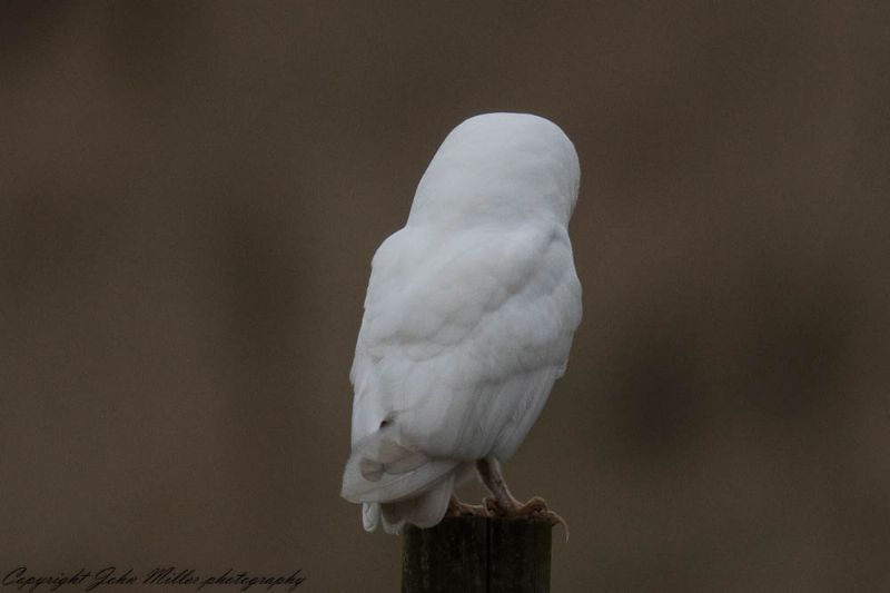 Barn Owl - 04-03-2018