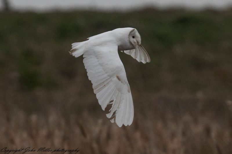 Barn Owl - 04-03-2018