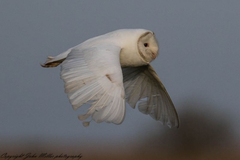 Barn Owl - 05-03-2018