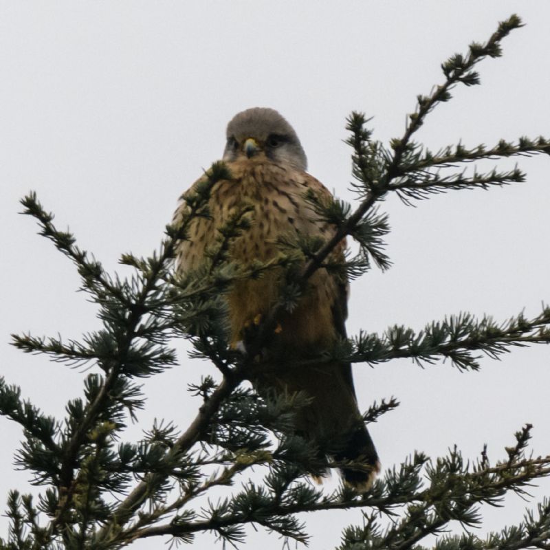 Kestrel - 06-03-2018