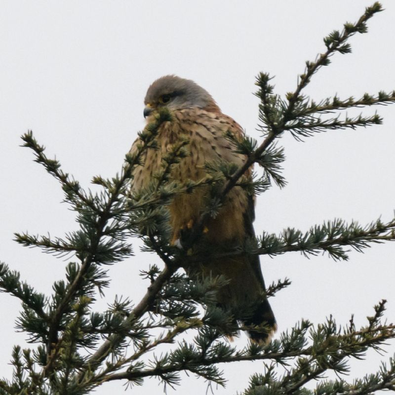 Kestrel - 06-03-2018