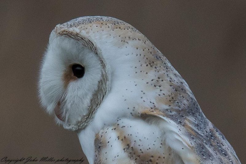 Barn Owl - 10-03-2018