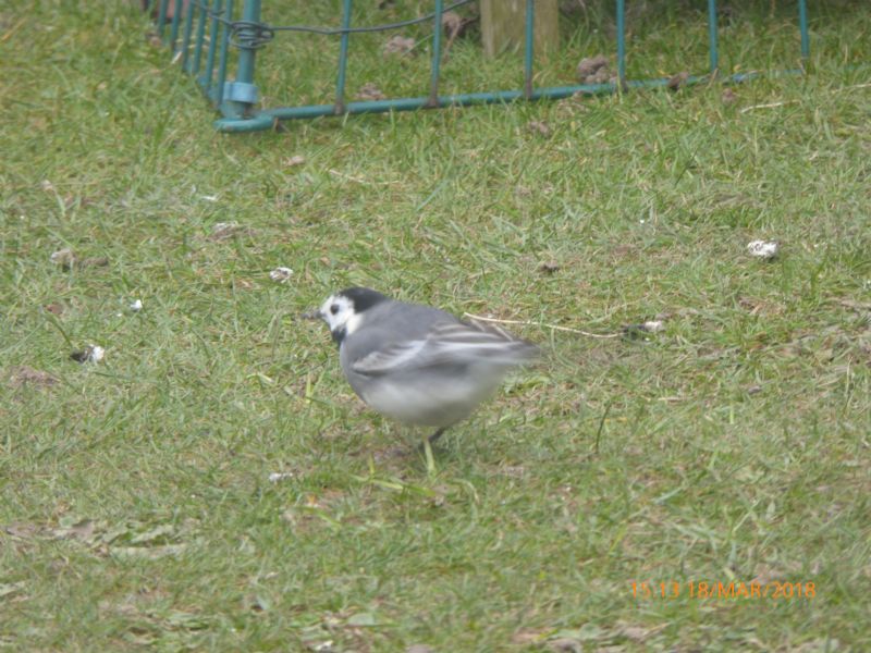 White Wagtail (White) - 18-03-2018