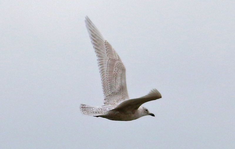 Iceland Gull - 31-03-2018