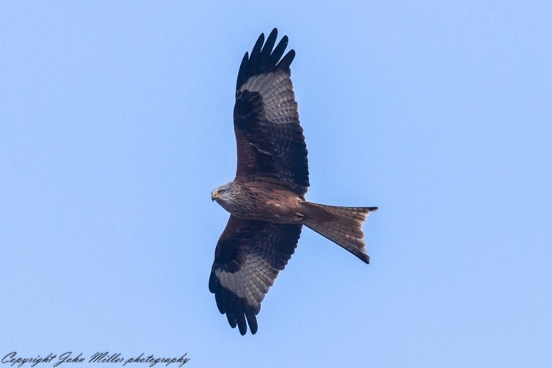 Red Kite - 01-04-2018