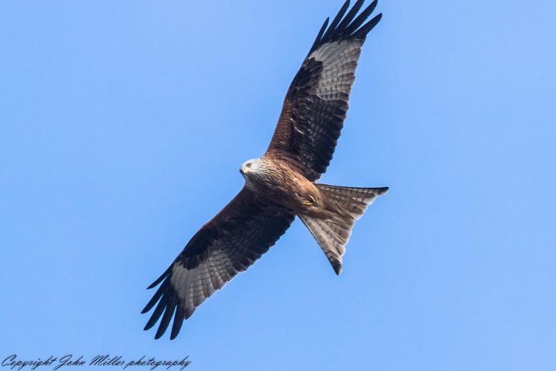 Red Kite - 01-04-2018