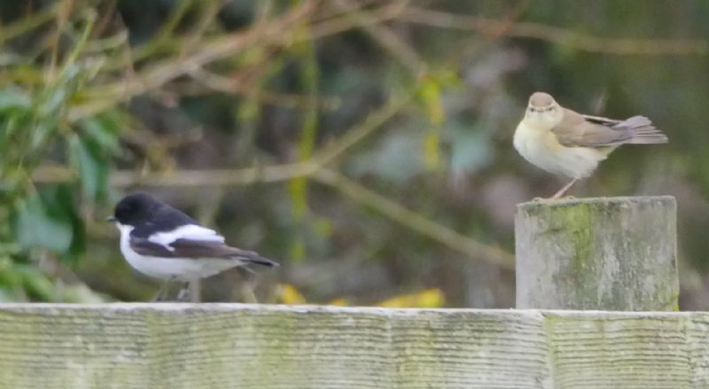 Pied Flycatcher - 09-04-2018