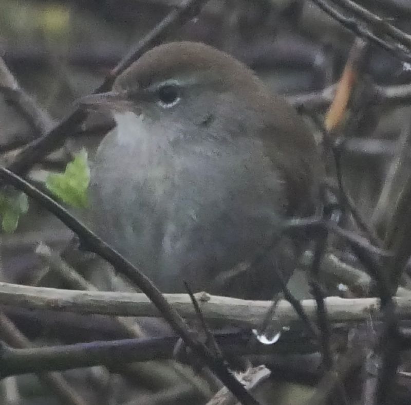 Cetti's Warbler - 11-04-2018