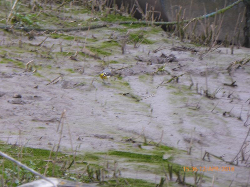 Grey Wagtail - 12-04-2018