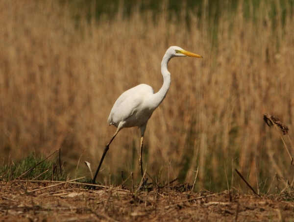 Great White Egret - 18-04-2018