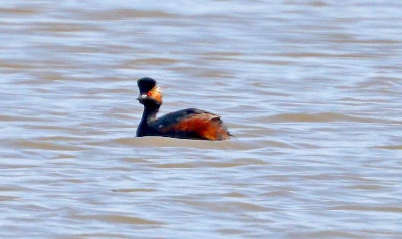 Black-necked Grebe - 19-04-2018