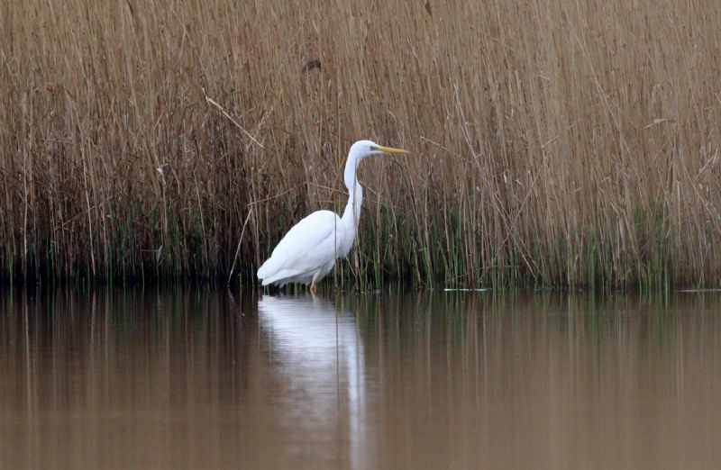 Great White Egret - 21-04-2018