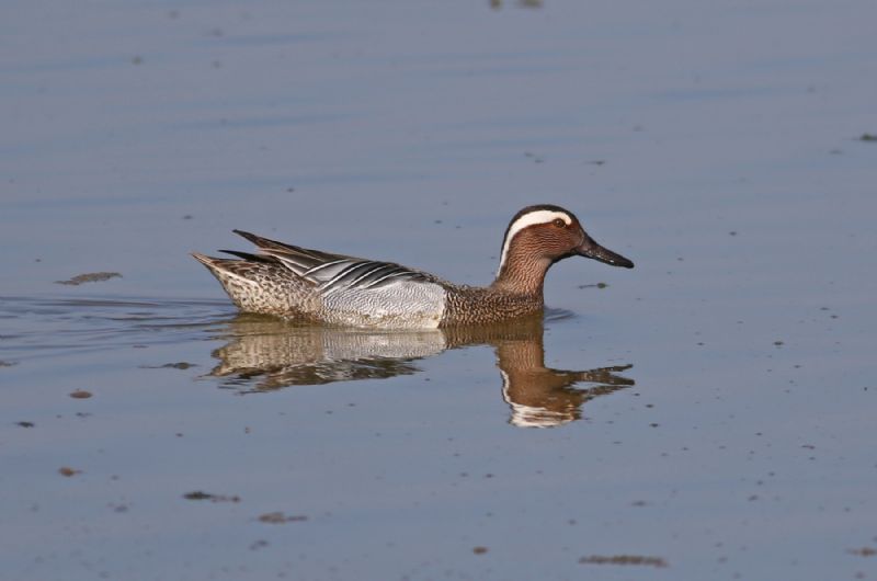 Garganey - 19-04-2018