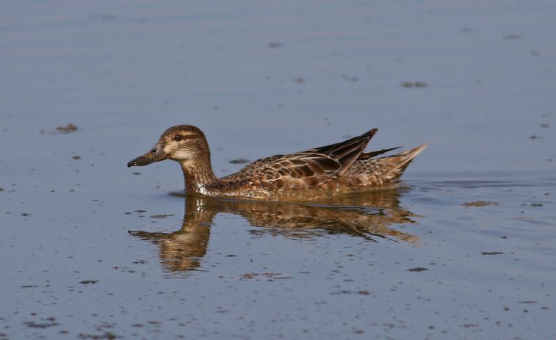 Garganey - 19-04-2018