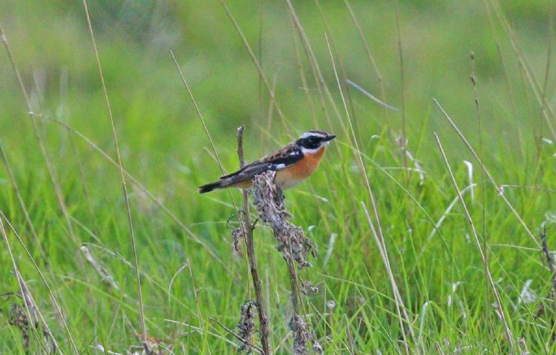 Whinchat - 22-04-2018