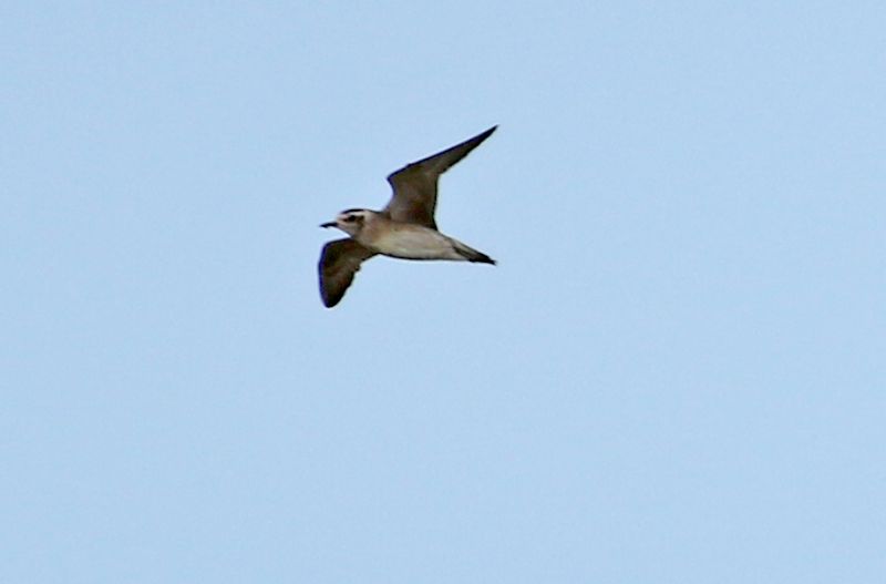 American Golden Plover - 26-04-2018