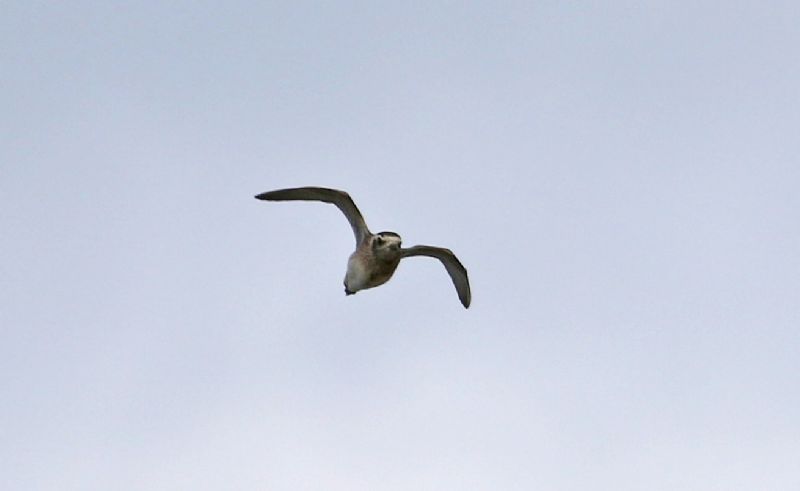 American Golden Plover - 26-04-2018