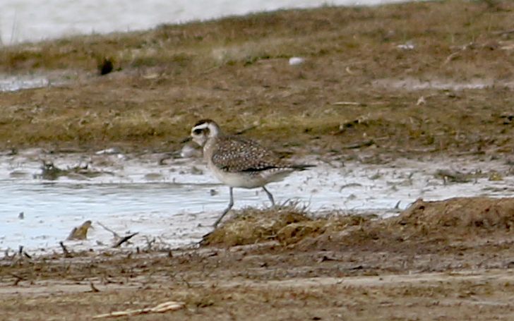 American Golden Plover - 26-04-2018